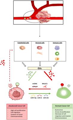 Dormancy and awakening of cancer cells: the extracellular vesicle-mediated cross-talk between Dr. Jekill and Mr. Hyde